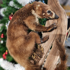 Coatimundi Taxidermy Wallmount