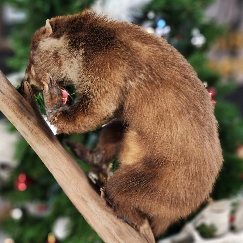 Coatimundi Taxidermy Wallmount