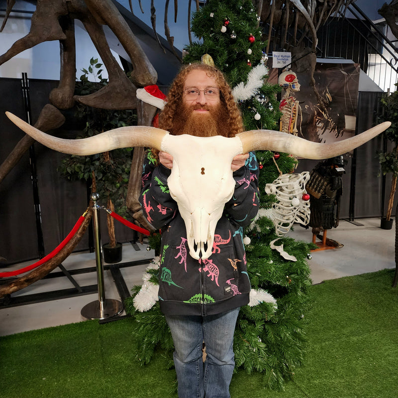 Texas Longhorn Skull