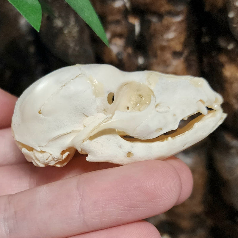 Stillborn Mammal Skull