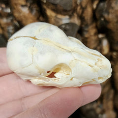 Stillborn Mammal Skull