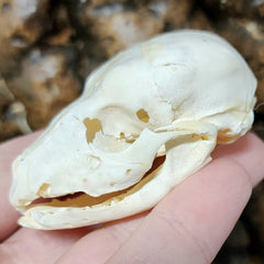 Stillborn Mammal Skull