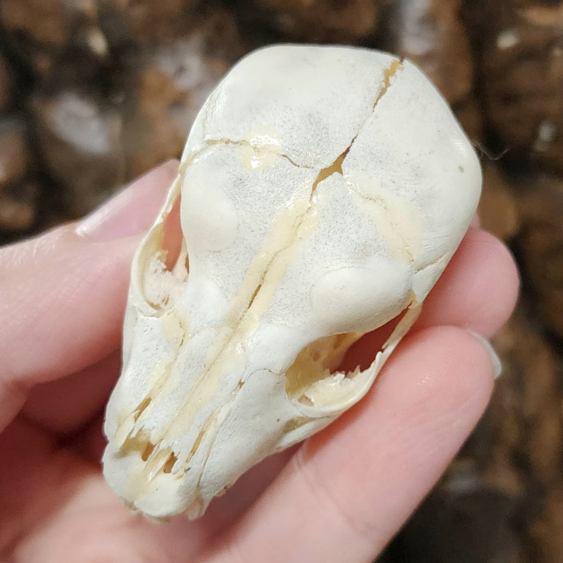 Stillborn Mammal Skull