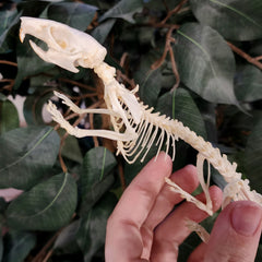 Ricefield Rat Skeleton