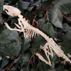 Ricefield Rat Skeleton