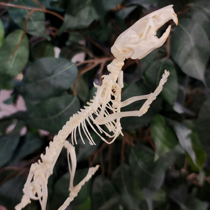 Ricefield Rat Skeleton