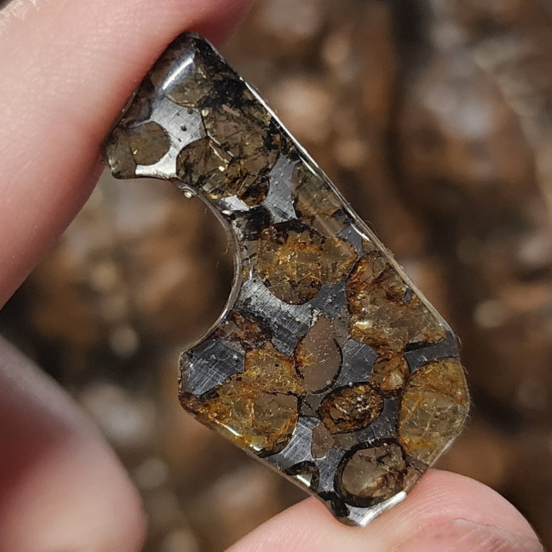 Seymchan Pallasite Meteorite B (2")