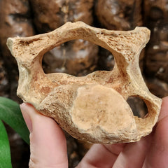 Cave Bear Vertebrae Fossil A