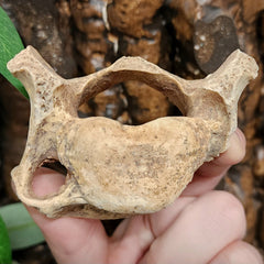 Cave Bear Vertebrae Fossil A