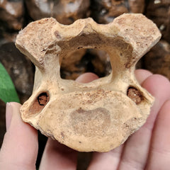 Cave Bear Vertebrae Fossil B