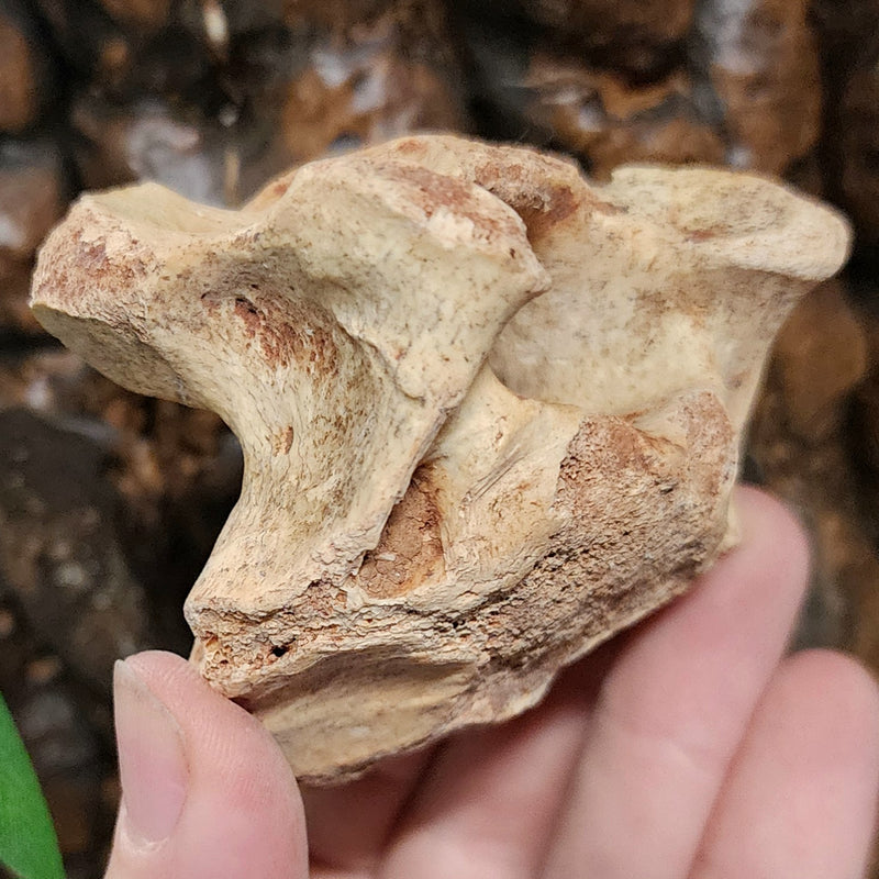 Cave Bear Vertebrae Fossil B