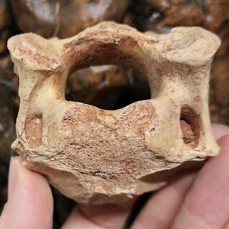 Cave Bear Vertebrae Fossil B