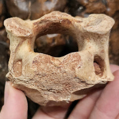 Cave Bear Vertebrae Fossil B