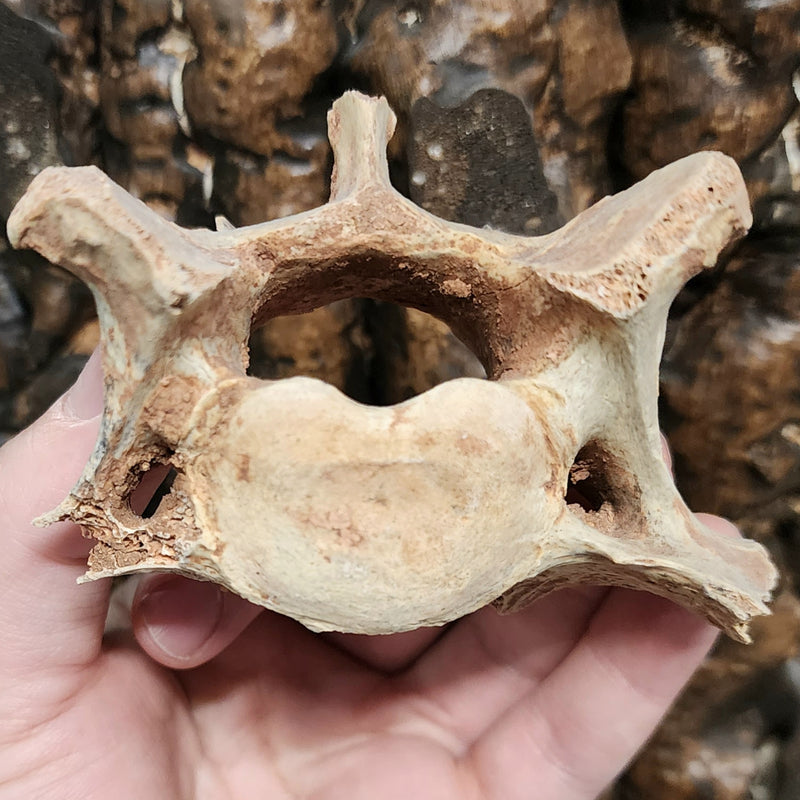 Cave Bear Vertebrae Fossil C