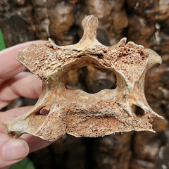 Cave Bear Vertebrae Fossil C