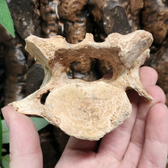 Cave Bear Vertebrae Fossil D