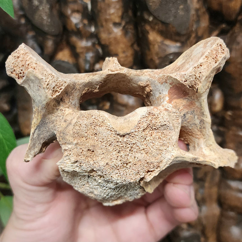 Cave Bear Vertebrae Fossil D