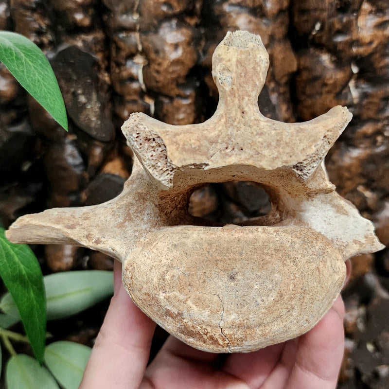 Cave Bear Vertebrae Fossil E