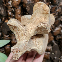 Cave Bear Vertebrae Fossil E