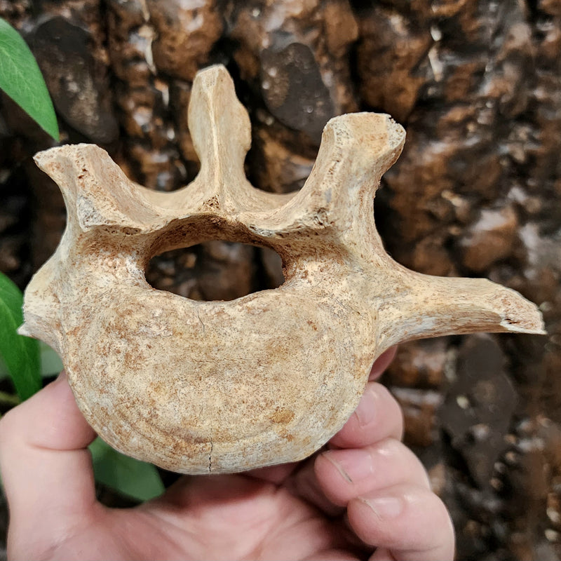 Cave Bear Vertebrae Fossil E