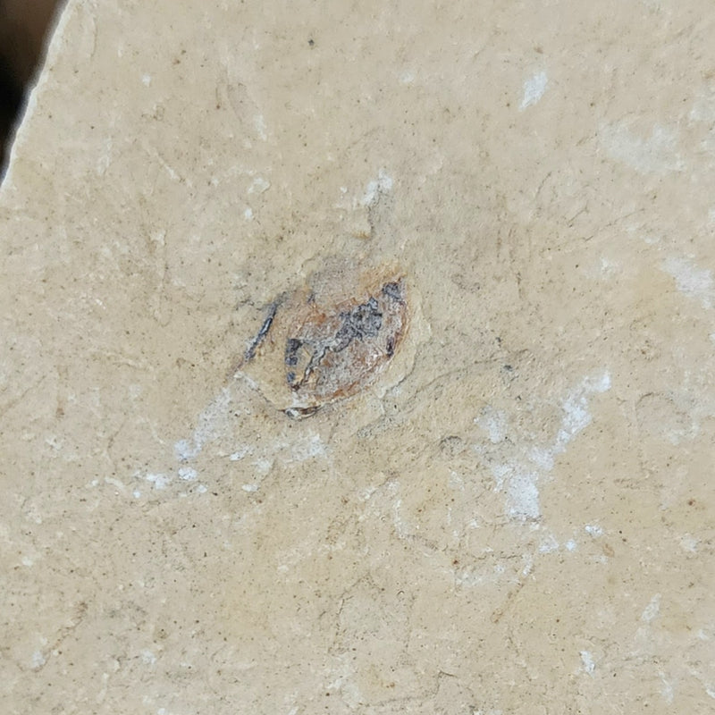 Fossil Insect, D (Brazil)