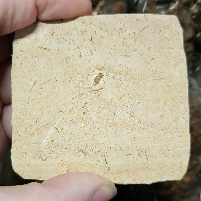 Fossil Insect, E (Brazil)