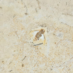 Fossil Insect, E (Brazil)