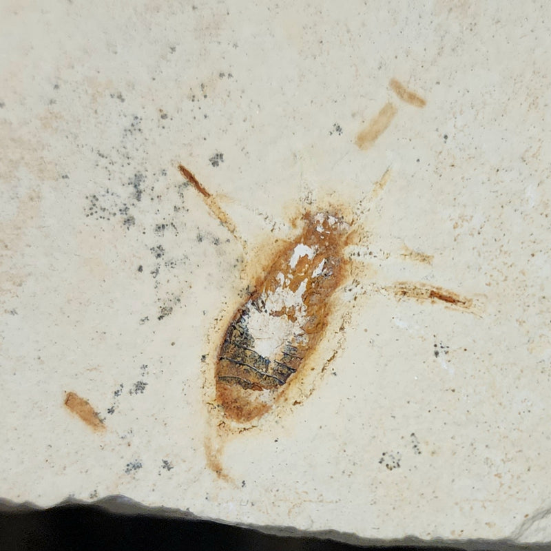 Fossil Insect, F (Brazil)