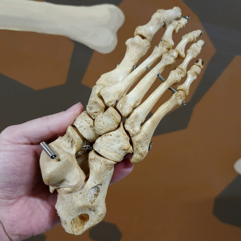 Articulated Human Foot B