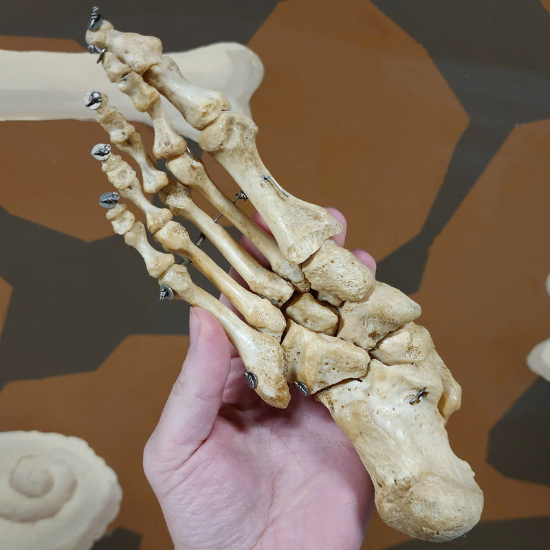 Articulated Human Foot B