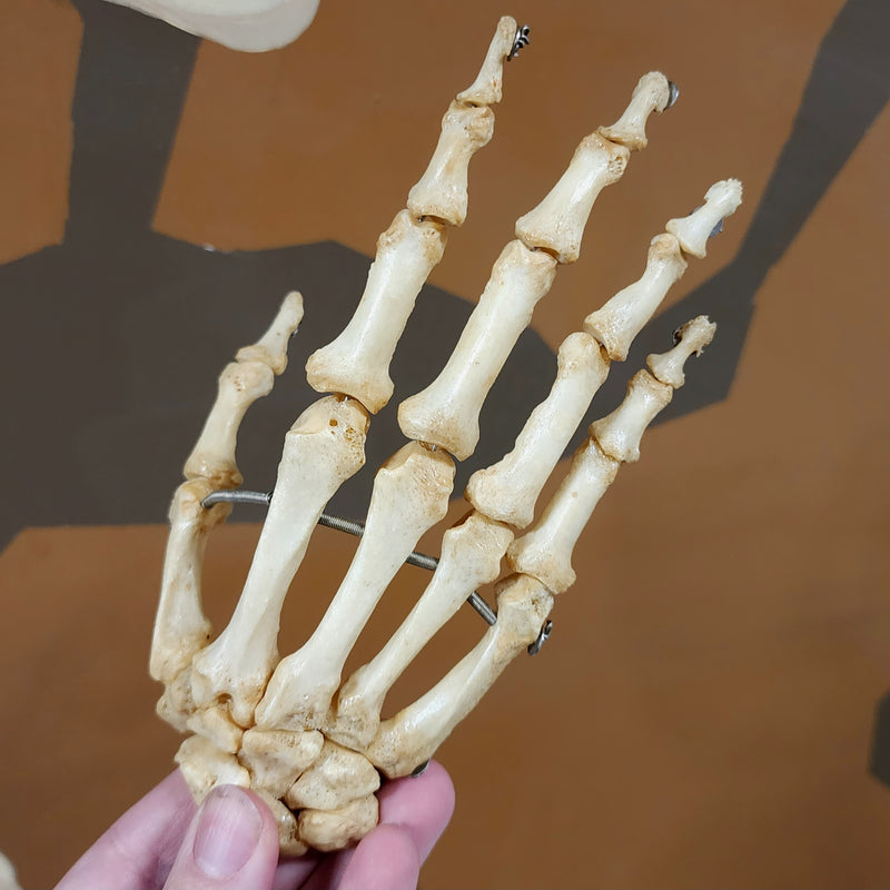 Human Hand, Articulated C