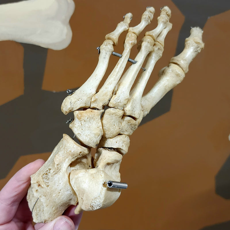 Articulated Human Foot C