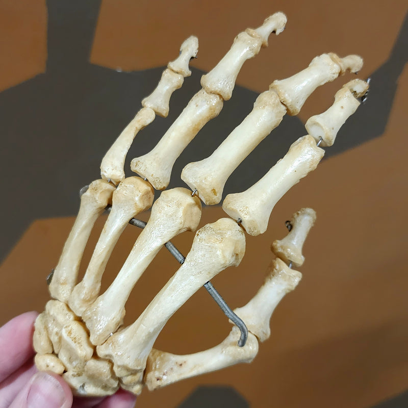 Human Hand, Articulated B