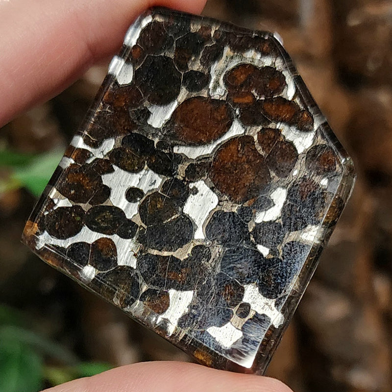 Sericho Pallasite Meteorite K (2")