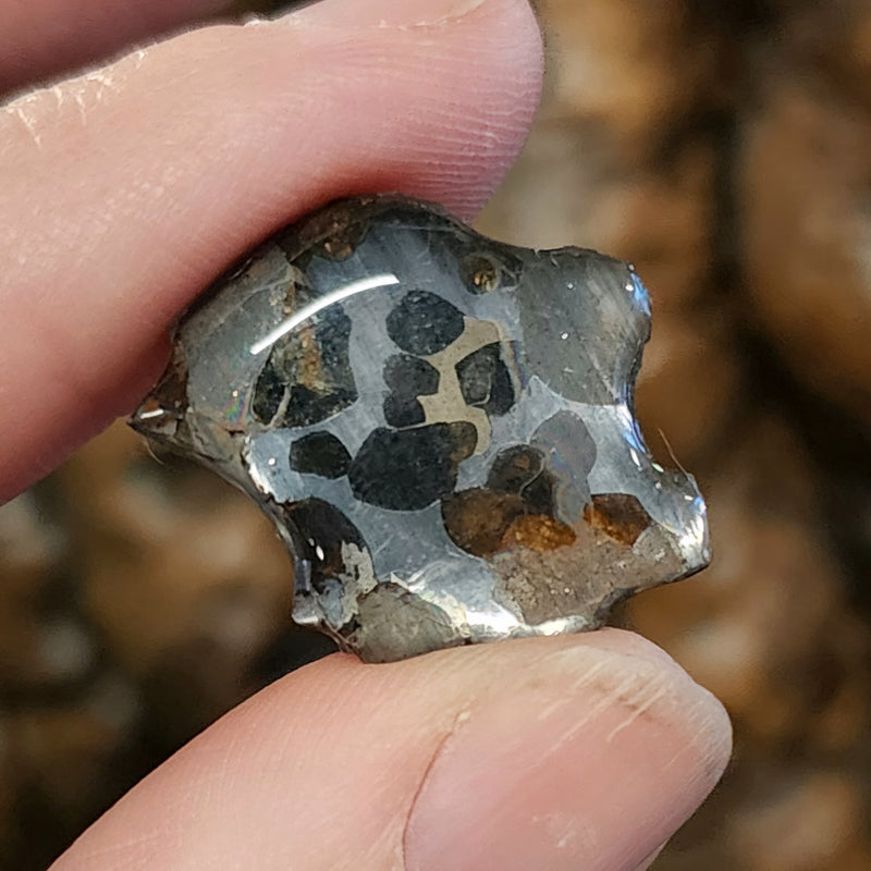 Seymchan Pallasite Meteorite C (1.5")