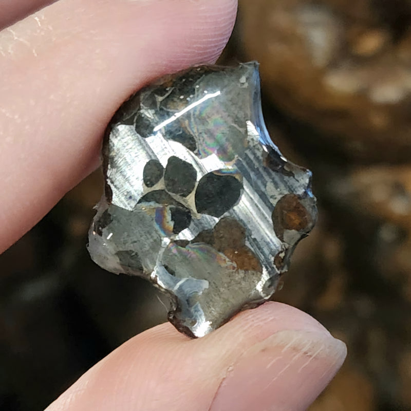 Seymchan Pallasite Meteorite C (1.5")