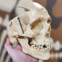 Human Skull, Damaged Calvaria