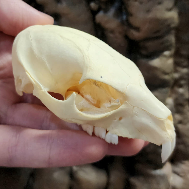 Rock Hyrax Skull