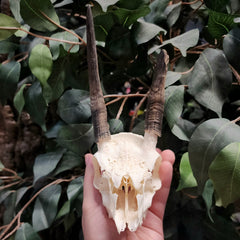 Steenbok Antelope Skull (Horn Deformity)