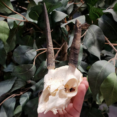 Steenbok Antelope Skull (Horn Deformity)