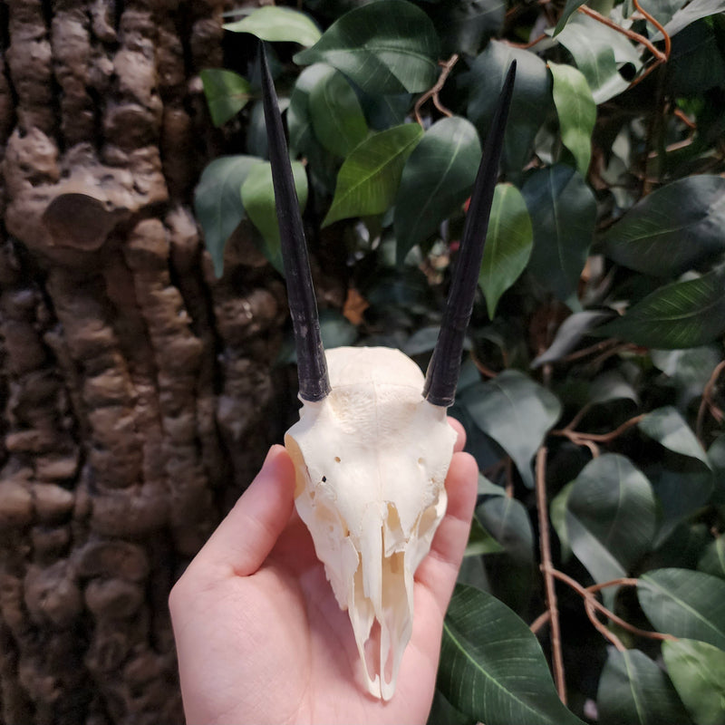 Steenbok Antelope Skull, A