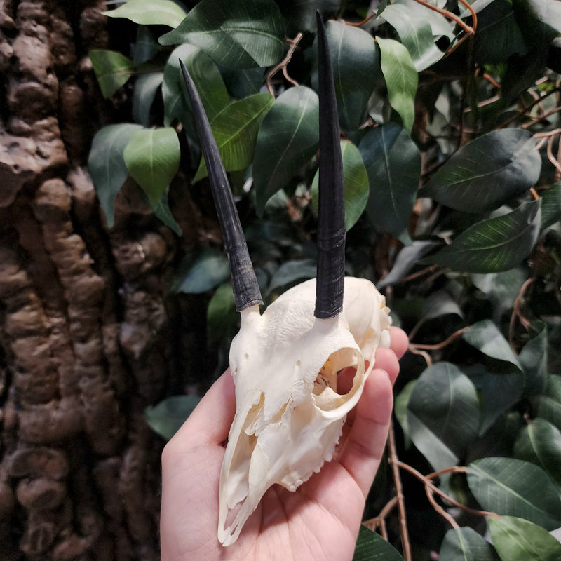 Steenbok Antelope Skull, A