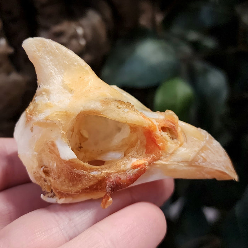 Helmeted Guineafowl Skull