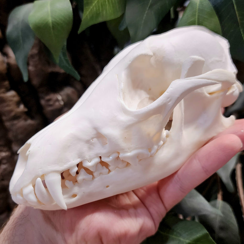 Black Backed Jackal Skull