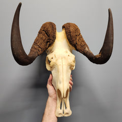 Black Wildebeest Skull