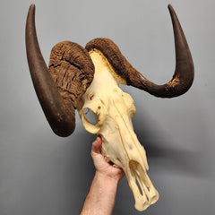 Black Wildebeest Skull