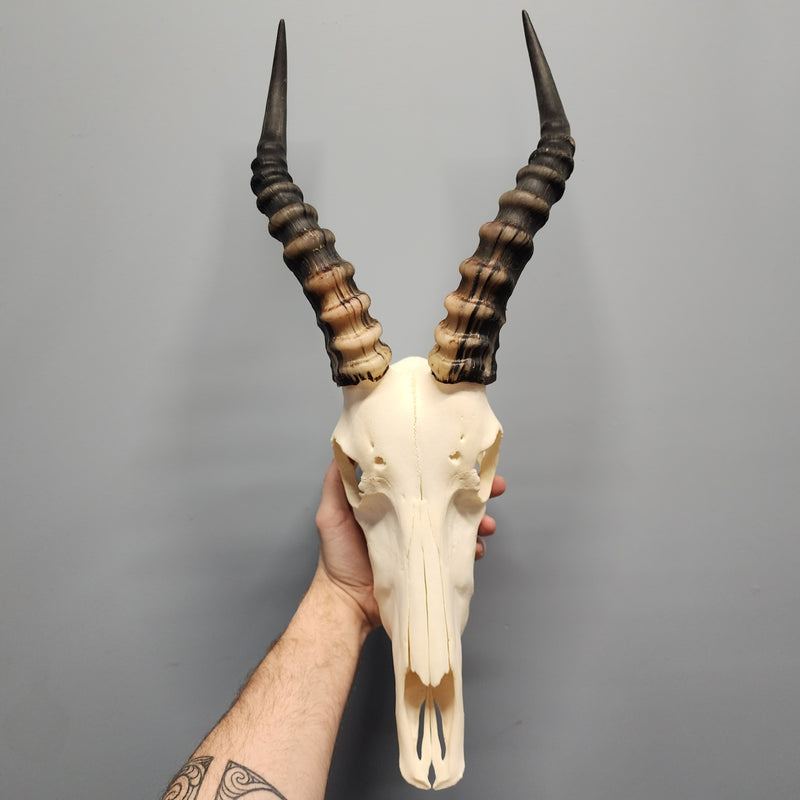 Blesbok Skulls