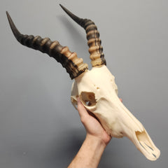 Blesbok Skulls