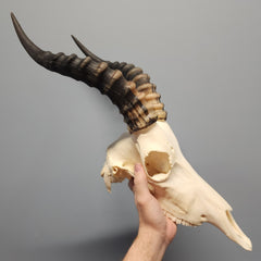 Blesbok Skulls