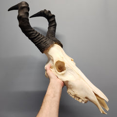 Red Hartebeest Skull